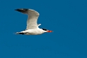 Rovterne.20140222_7614