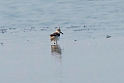 Spoon-billed Sandpiper.20140222_7322