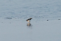 Spoon-billed Sandpiper.20140222_7323