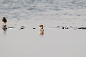 Spoon-billed Sandpiper.20140224_7722