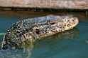 Varan.20140222_7395