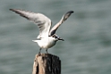 Whiskered Tern.20140222_7375