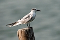 Whiskered Tern.20140222_7378
