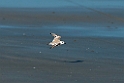 White-faced Plover.20140222_7471