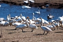 angsvane.201109apr_9799