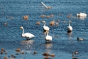 angsvane.201109apr_9800