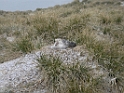 Antarctic 2002