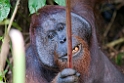 Borneo 2011