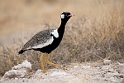 Namibia  Botswana 2014