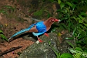 Sri Lanka 2013