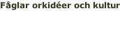 Fåglar orkidéer och kultur 26 april - 3 maj 2016 Läs mere >>